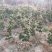 日本宫岛大阪松，五针松，短针盆景桩，实体货源，