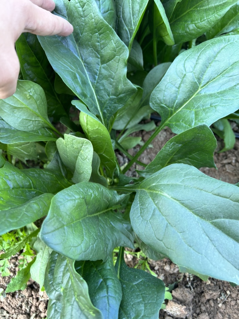 大叶菠菜种子春秋冬季耐寒耐热四季播纯丰红根菠菜籽