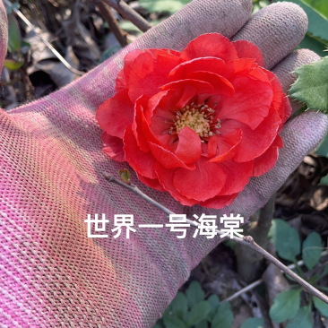 原生日本海棠苗原生世界一号海棠基地直销