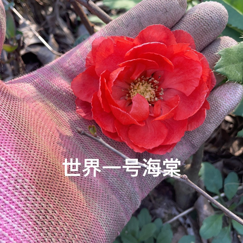 原生日本海棠苗原生世界一号海棠基地直销