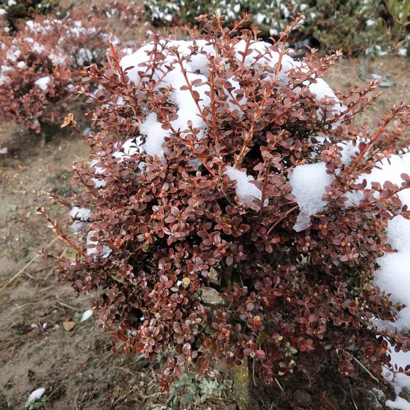 安徽珍珠黄杨大别山潜山正宗珍珠黄杨