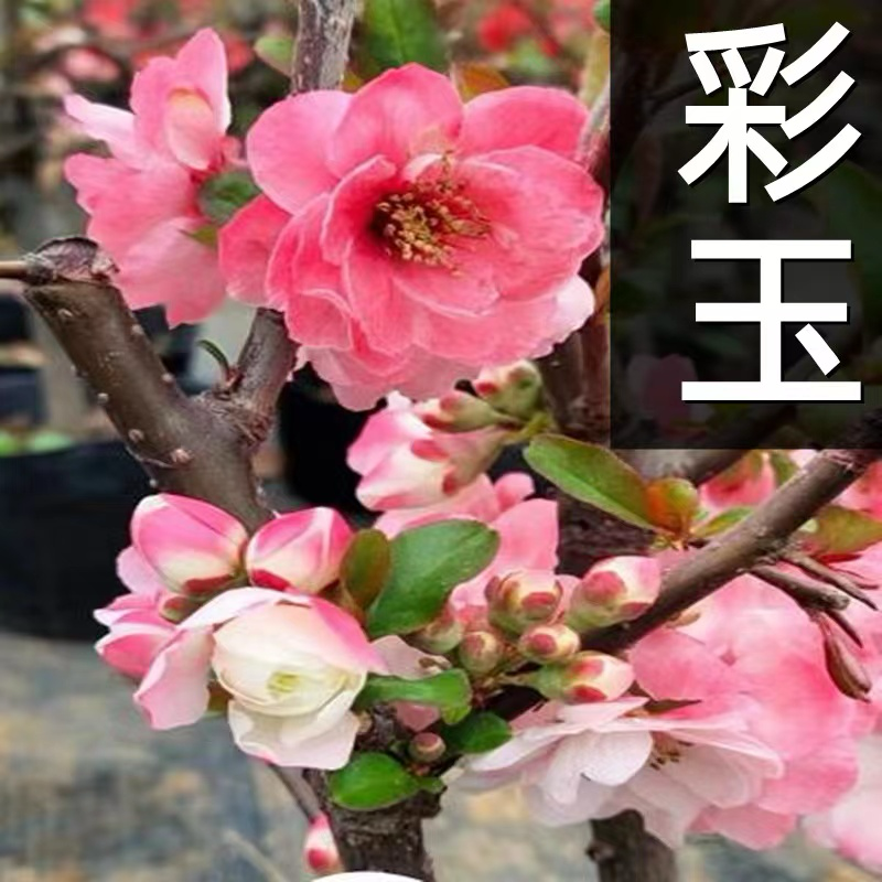 原生大花彩玉海棠苗基地直销原生海棠苗