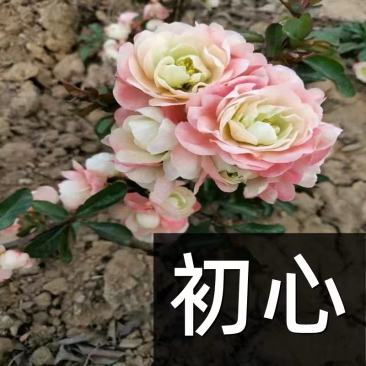 原生初心海棠苗基地直销原生海棠苗
