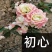 原生初心海棠苗基地直销原生海棠苗