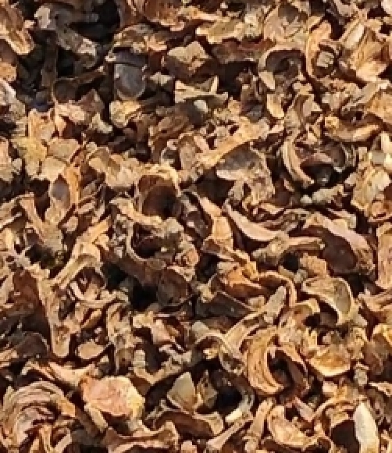 特产茶子心
