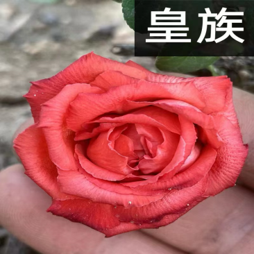 原生皇族海棠花苗基地直销原生海棠苗