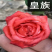 原生皇族海棠花苗基地直销原生海棠苗