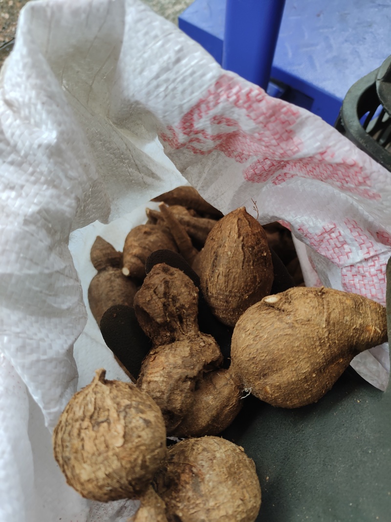 下山黑牛野生黑牛