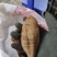 下山黑牛野生黑牛
