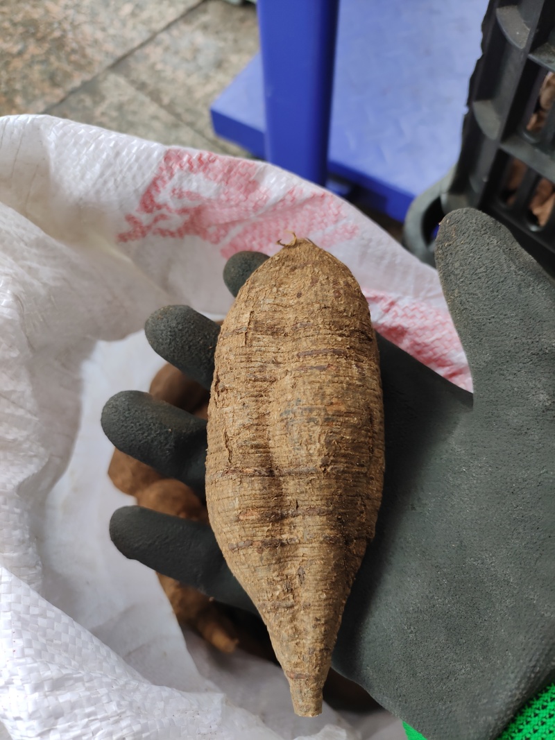 下山黑牛野生黑牛