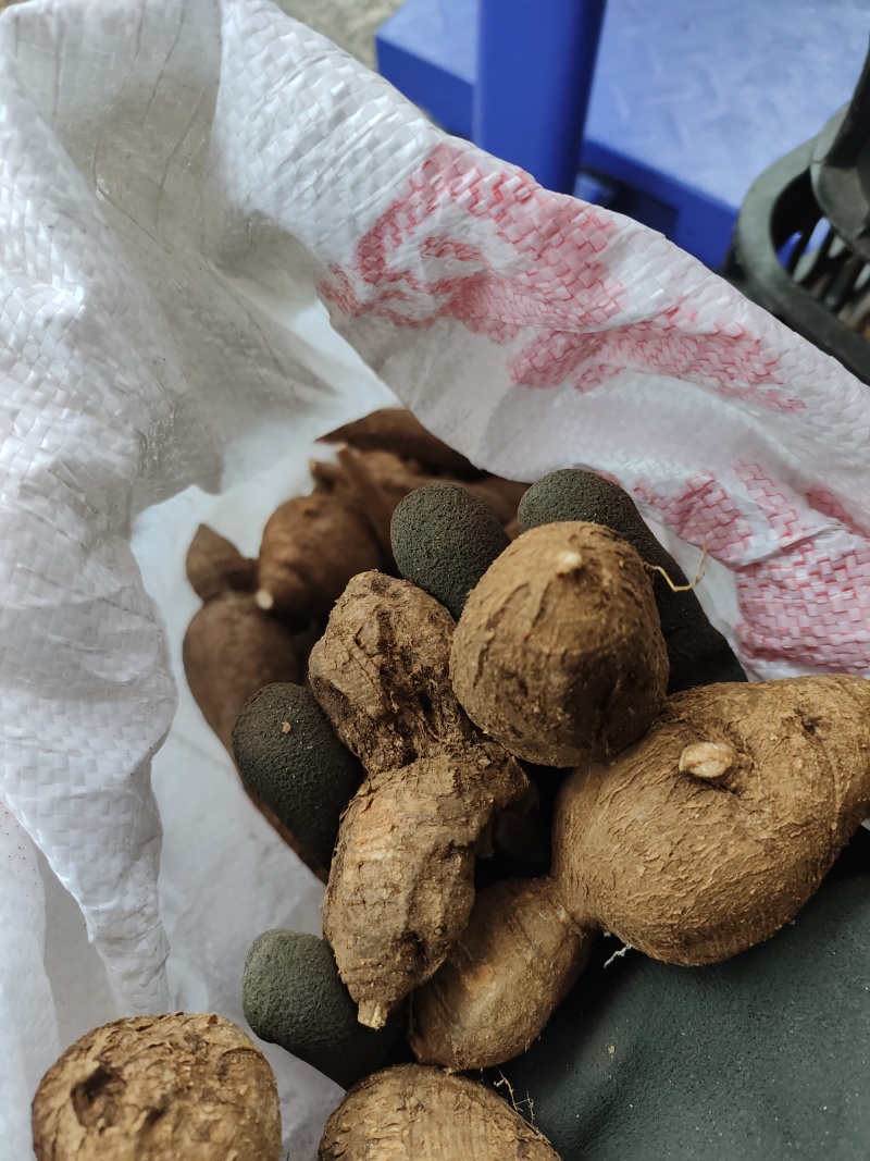 下山黑牛野生黑牛