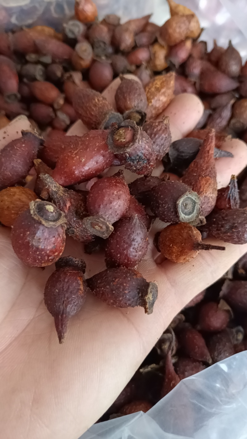 后期金樱子糖果糖罐