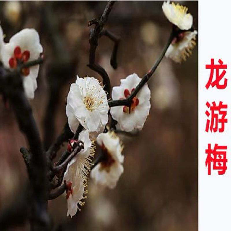 原生龙游梅苗骨里红红梅，红梅梅花基地