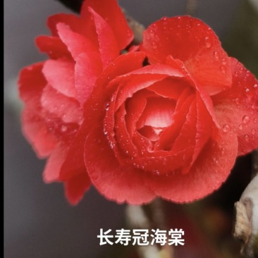原生长寿冠海棠苗原生四季海棠花苗基地直销原生海棠苗