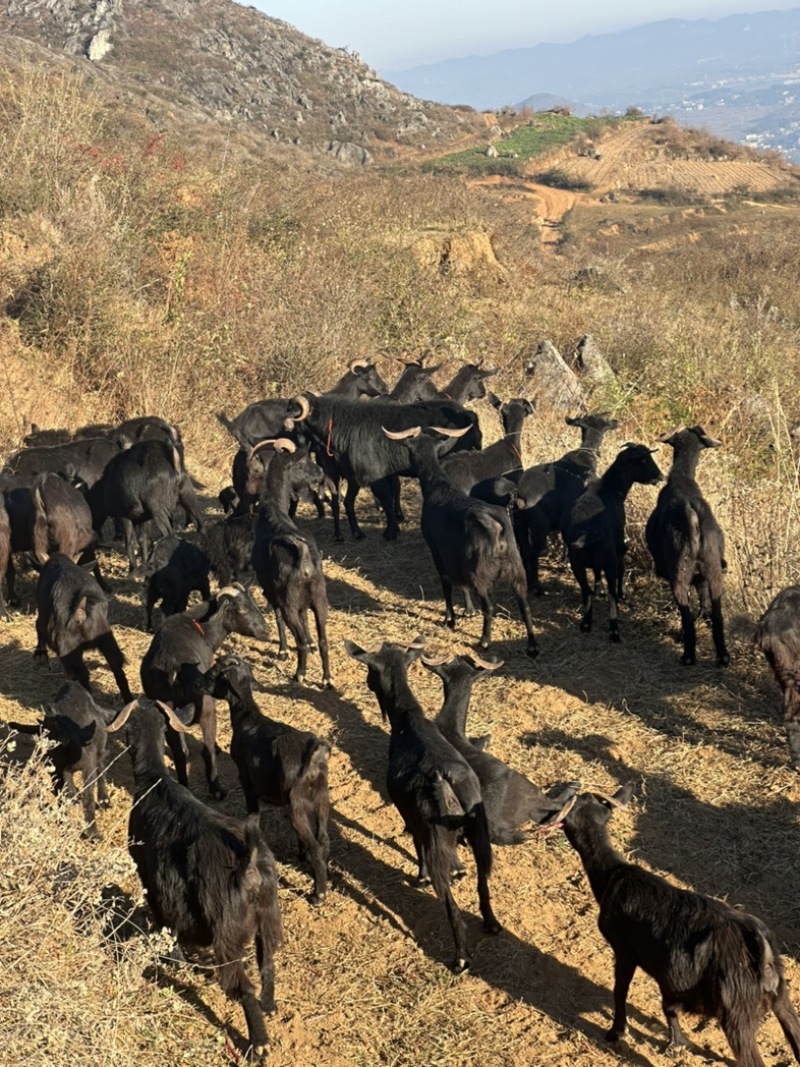 贵州精品生态放养肉羊，产地直发对接各级客商欢迎咨询