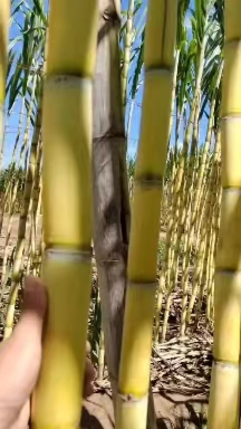 云南黄皮甘蔗，量大从优，产地直销，保质保量，代发全国