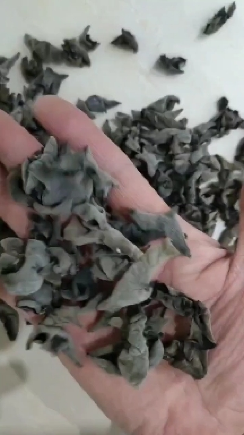 优质黑木耳，秋耳，冬耳。菜耳，毛耳产地批发。