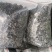 优质黑木耳，秋耳，冬耳。菜耳，毛耳产地批发。
