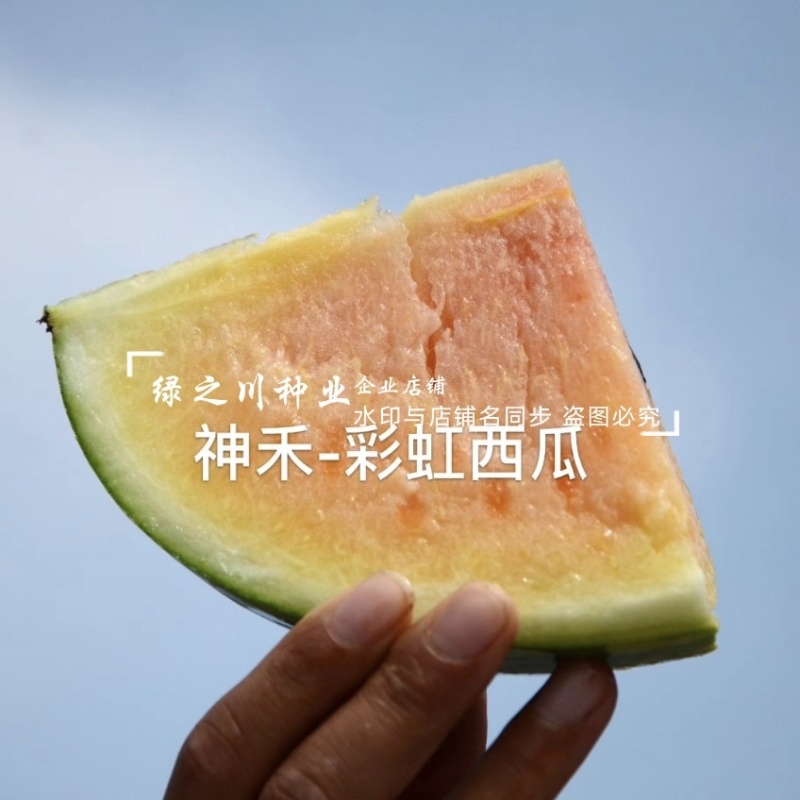 优质礼品西瓜种子彩虹瓤小型西瓜种籽糖度高皮薄酥脆七彩西瓜