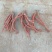 优质丹参货源充足保质保量，价格优惠欢迎采购