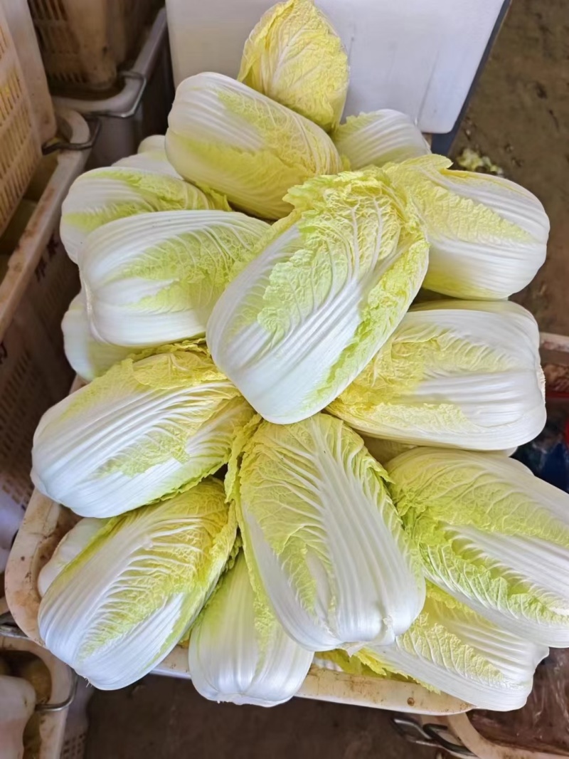 【精品】娃娃菜云南娃娃菜，质量保证货量充足