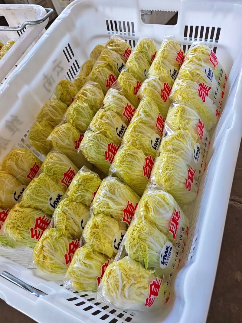 【精品】娃娃菜云南娃娃菜，质量保证货量充足