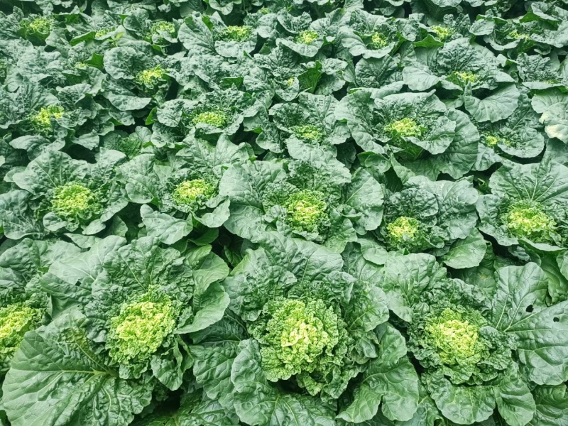【精品】娃娃菜云南娃娃菜，质量保证货量充足