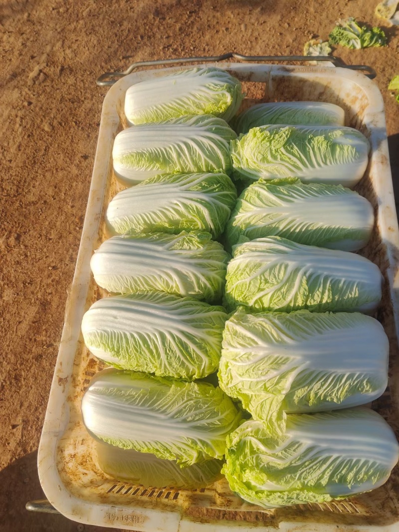 【精品】娃娃菜云南娃娃菜，质量保证货量充足