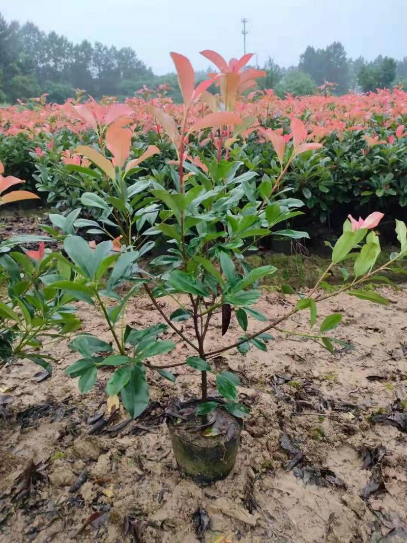 苗木产地批发红叶石楠，红叶石楠杯苗，红叶石楠大杯苗