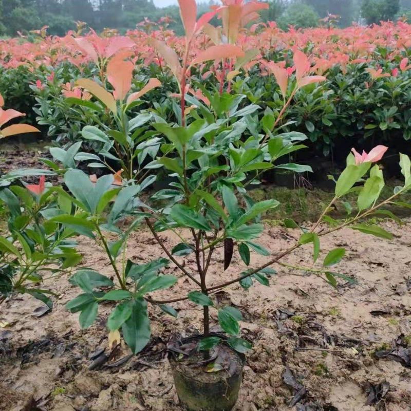 苗木产地批发红叶石楠，红叶石楠杯苗，红叶石楠大杯苗