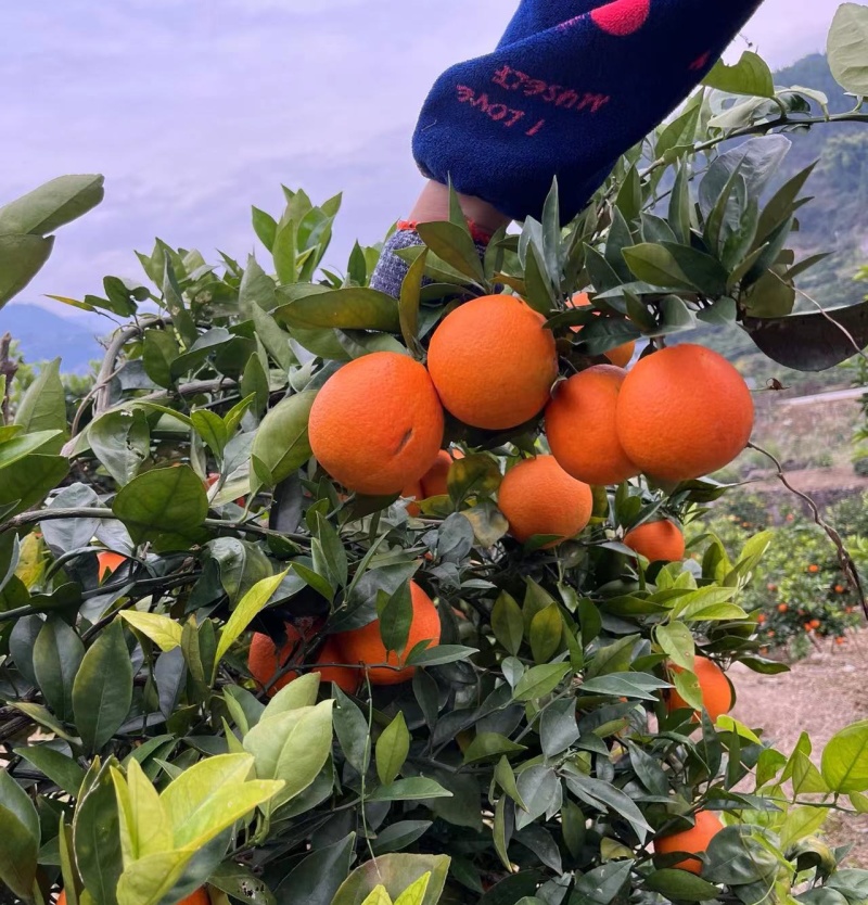 《农户自产自销》奉节橙子种植大户，保证新鲜，看货摘果