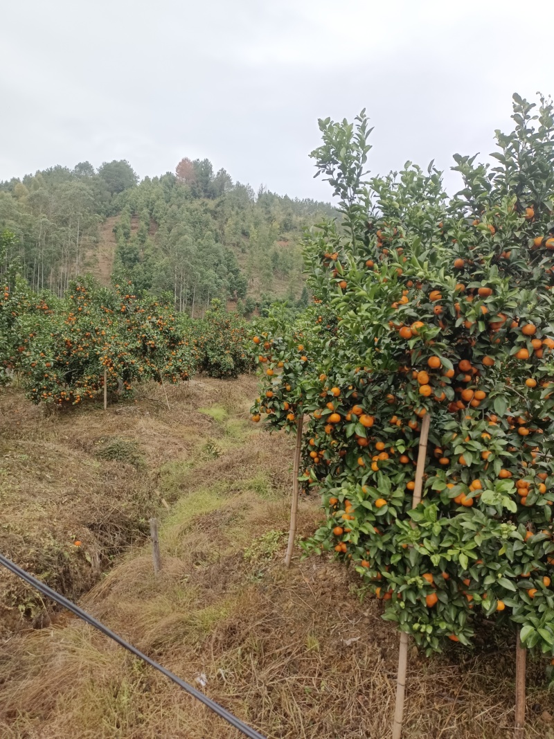 【一手货源】广西沙糖桔.大量上市.价格随行就市现采现摘