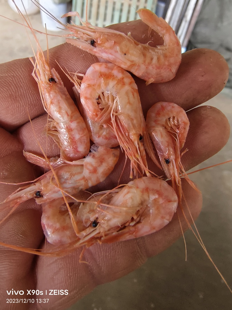 红虾铁皮红虾低盐有口感有卖相跑江湖赶大集小食品原料选品