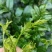 湖南藤茶莓茶产地直发货源充足茶香浓郁欢迎订购