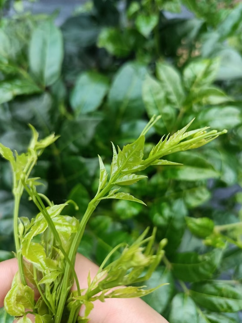 湖南藤茶莓茶产地直发货源充足茶香浓郁欢迎订购