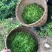 湖南藤茶莓茶产地直发货源充足茶香浓郁欢迎订购