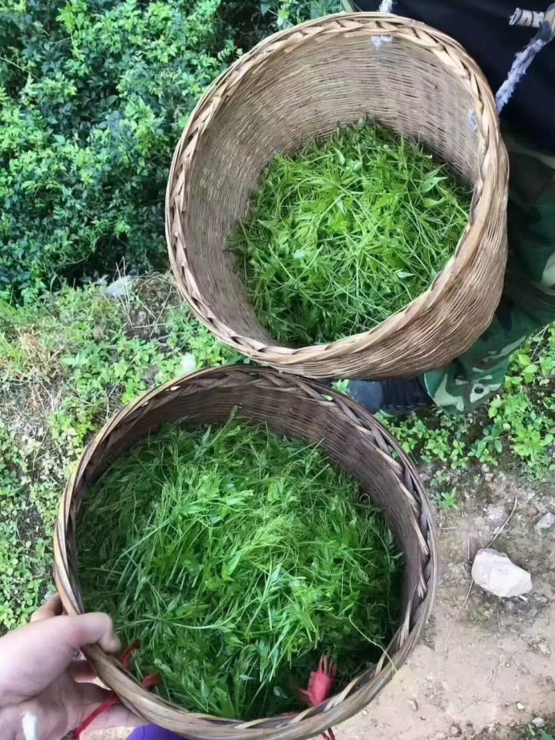 湖南藤茶莓茶产地直发货源充足茶香浓郁欢迎订购