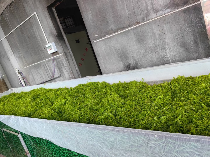 湖南藤茶莓茶产地直发货源充足茶香浓郁欢迎订购
