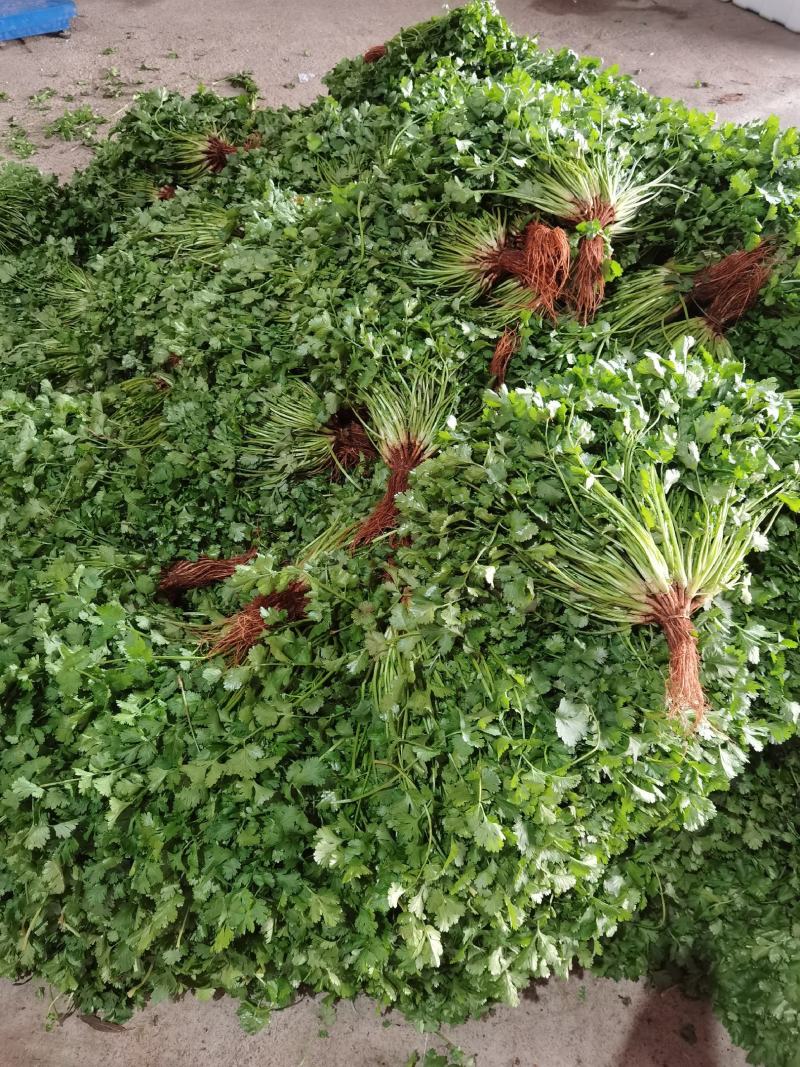 香菜