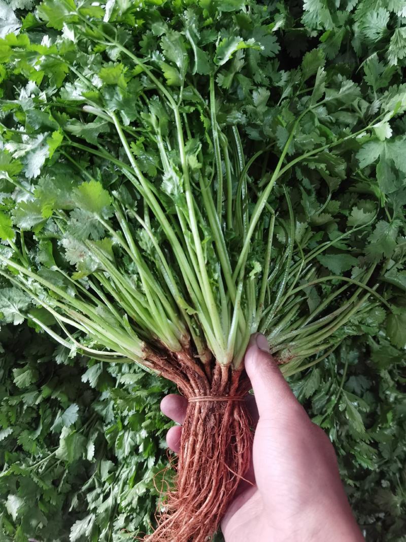 香菜