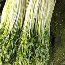 广东农户自种的水芹菜，品质保证，大量有货，欢迎