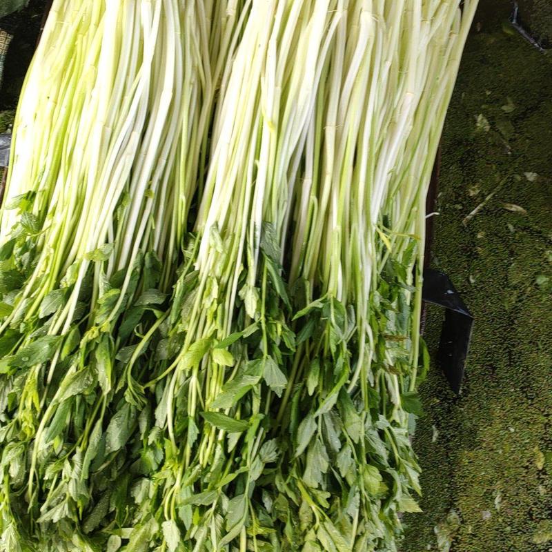 广东农户自种的水芹菜，品质保证，大量有货，欢迎联系