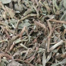 萹蓄猪牙草蚂蚁草道生草野铁扫把
