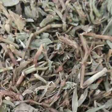 萹蓄猪牙草蚂蚁草道生草野铁扫把