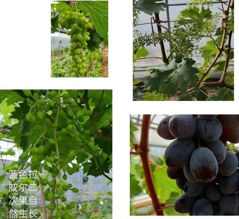 蓝色拉威尔葡萄苗，及早熟，大粒无核自然坐果好抗病高产稳产