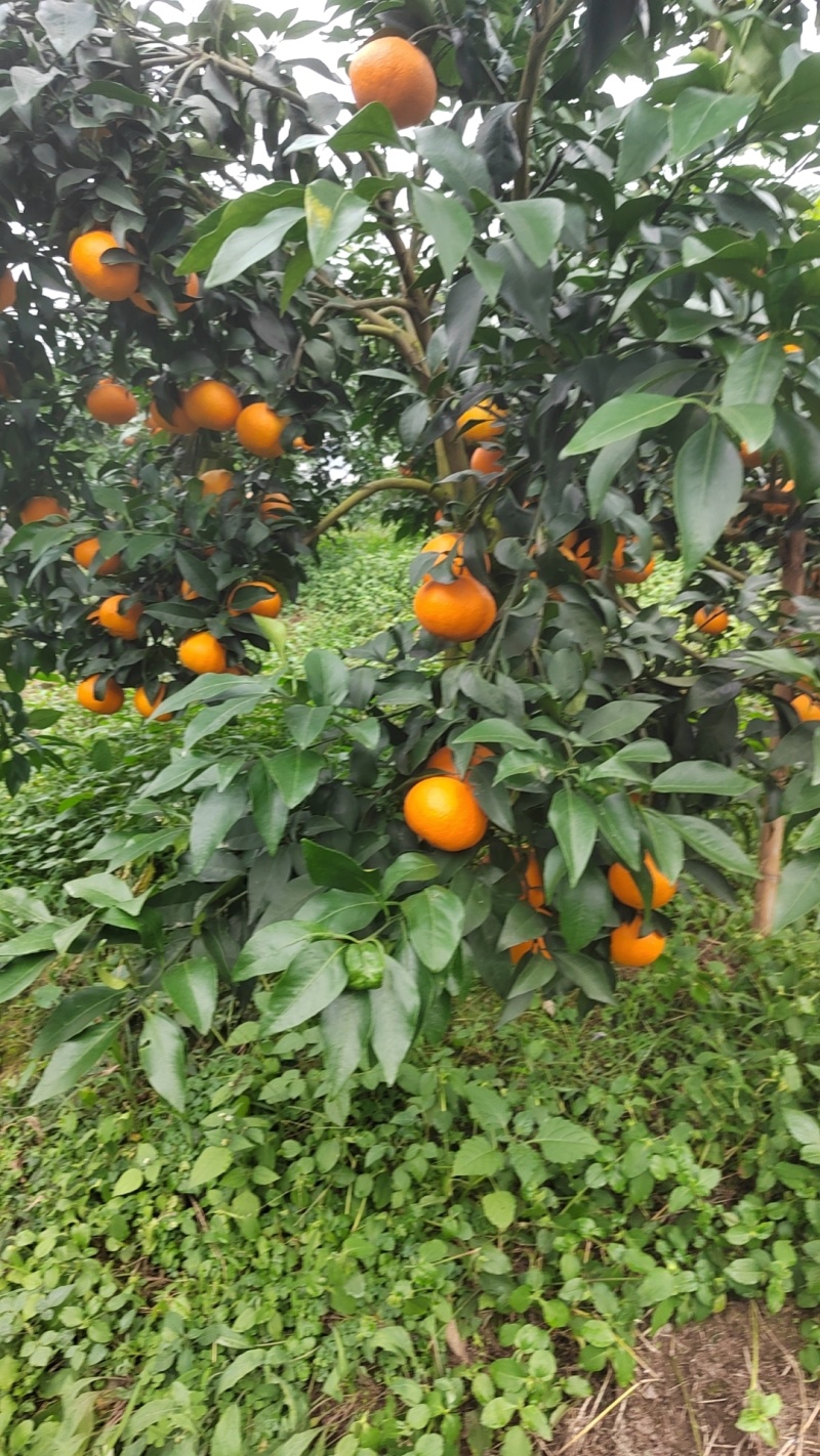 荣县留佳椪柑基地，继续出货中。现还有大量露天果，搭棚果出