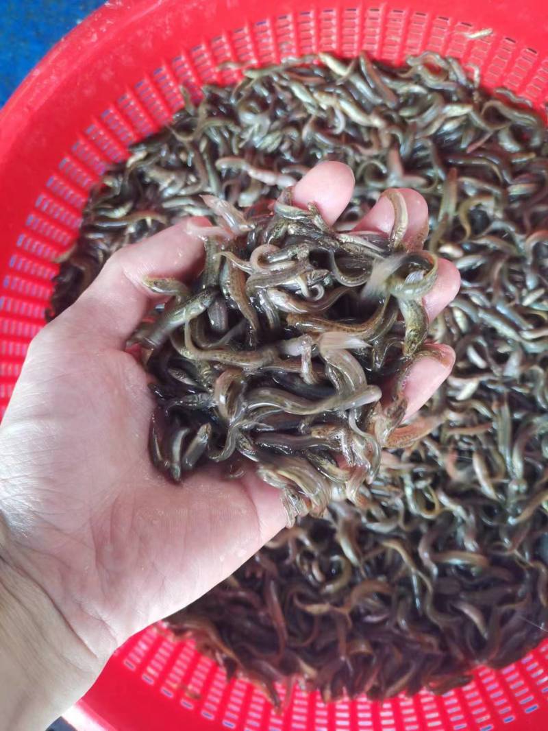 优质泥鳅苗产地直销直供现货批发技术跟踪