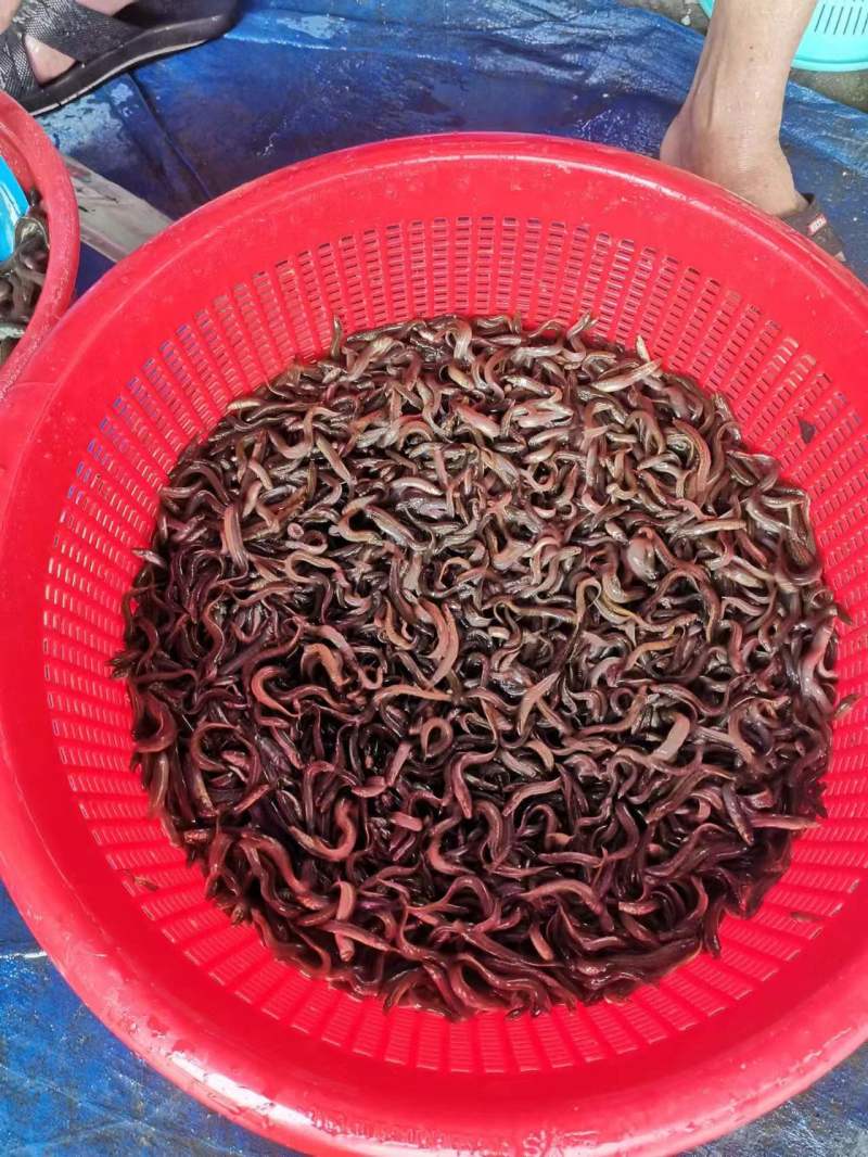 优质泥鳅苗产地直销直供现货批发技术跟踪