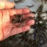 优质泥鳅苗产地直销直供现货批发技术跟踪