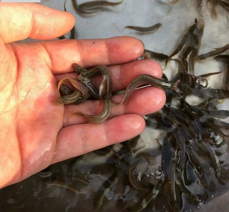 优质泥鳅苗产地直销直供现货批发技术跟踪